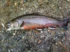 Fall Brook Trout